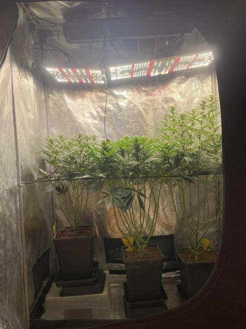 🦍🍪Gorilla Cookies FF# Phenohunt. Week 8