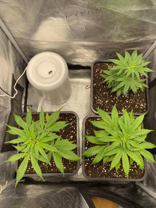 🦍🍪GorillaCookiesFF# Backup cut. Week 4