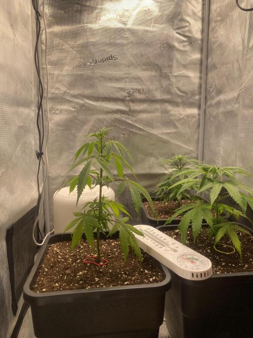 🦍🍪GorillaCookiesFF# Backup cut. Week 4