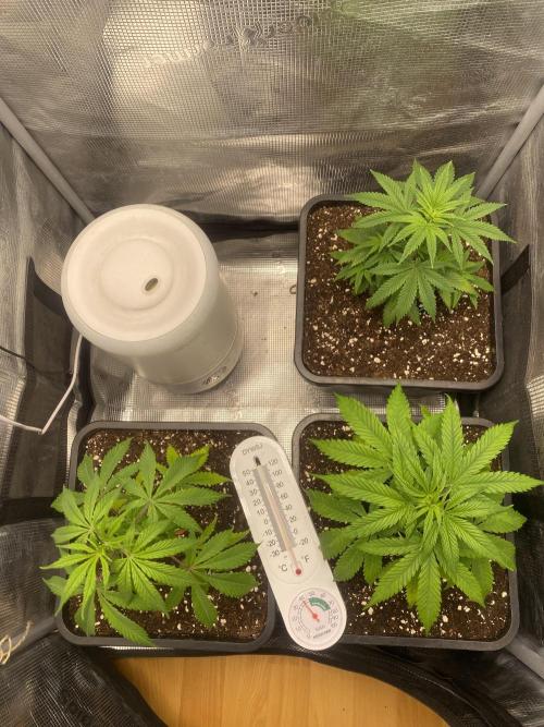 🦍🍪GorillaCookiesFF# Backup cut. Week 4