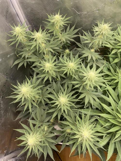 🦍🍪Gorilla Cookies FF# Phenohunt. Week 8