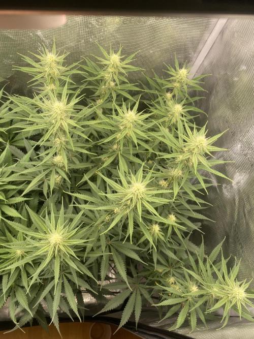 🦍🍪Gorilla Cookies FF# Phenohunt. Week 8