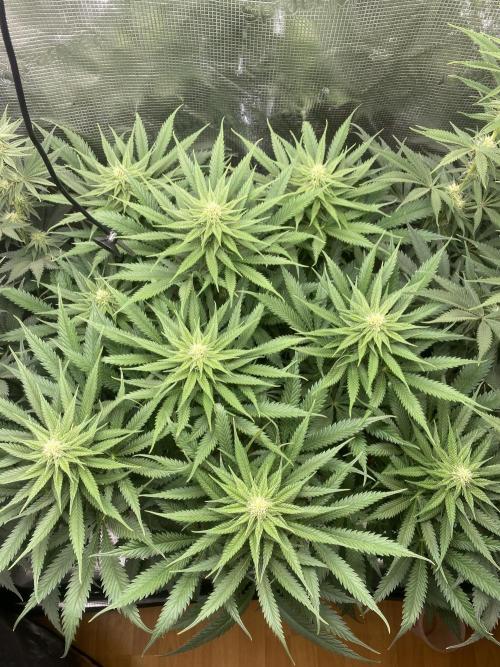 🦍🍪Gorilla Cookies FF# Phenohunt. Week 8