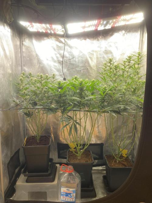 🦍🍪Gorilla Cookies FF# Phenohunt. Week 8