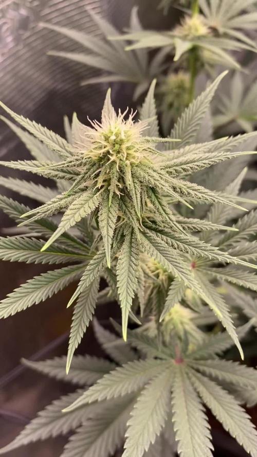 🦍🍪Gorilla Cookies FF# Phenohunt