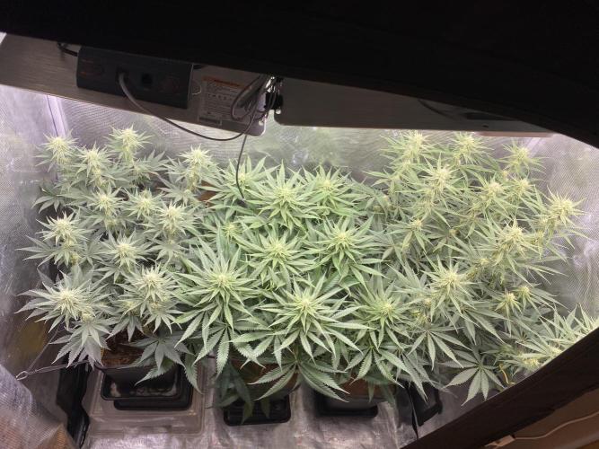 🦍🍪Gorilla Cookies FF# Phenohunt. Week 9