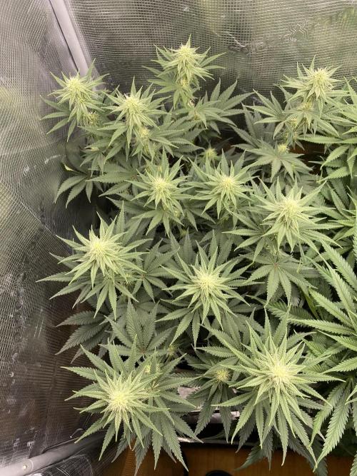 🦍🍪Gorilla Cookies FF# Phenohunt. Week 9