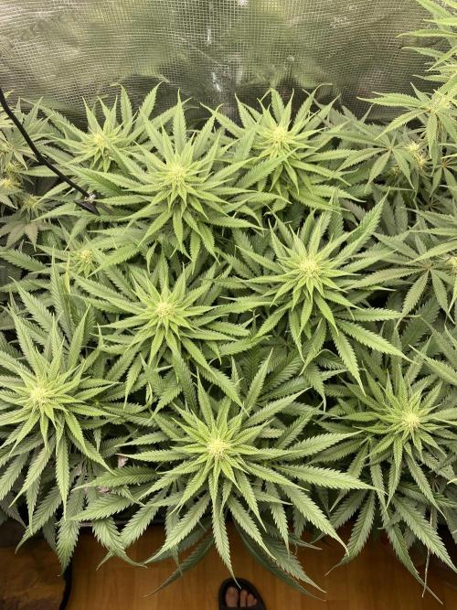 🦍🍪Gorilla Cookies FF# Phenohunt. Week 9