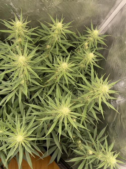 🦍🍪Gorilla Cookies FF# Phenohunt. Week 9