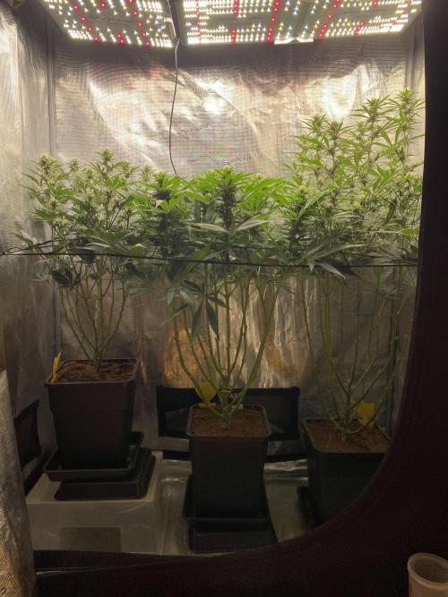 🦍🍪Gorilla Cookies FF# Phenohunt. Week 9