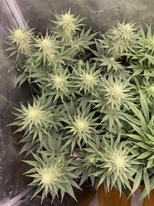 🦍🍪Gorilla Cookies FF# Phenohunt. Week 9