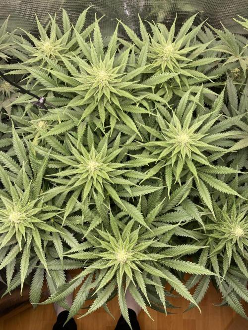 🦍🍪Gorilla Cookies FF# Phenohunt. Week 9