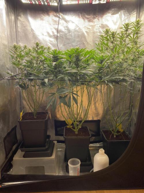 🦍🍪Gorilla Cookies FF# Phenohunt. Week 9