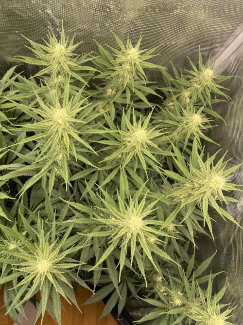 🦍🍪Gorilla Cookies FF# Phenohunt. Week 9