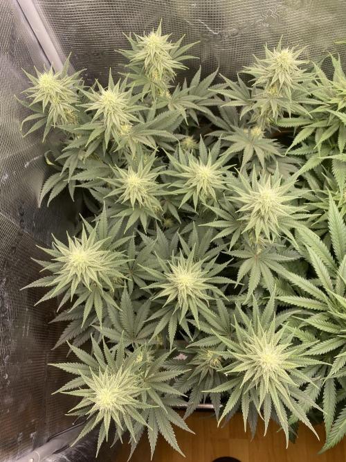 🦍🍪Gorilla Cookies FF# Phenohunt. Week 9