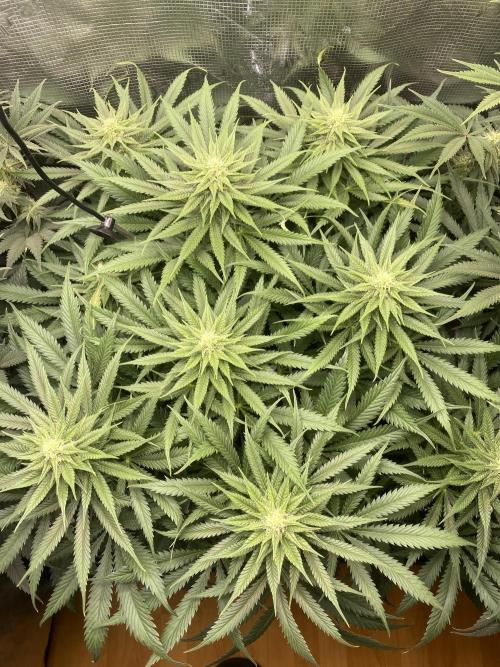 🦍🍪Gorilla Cookies FF# Phenohunt. Week 9