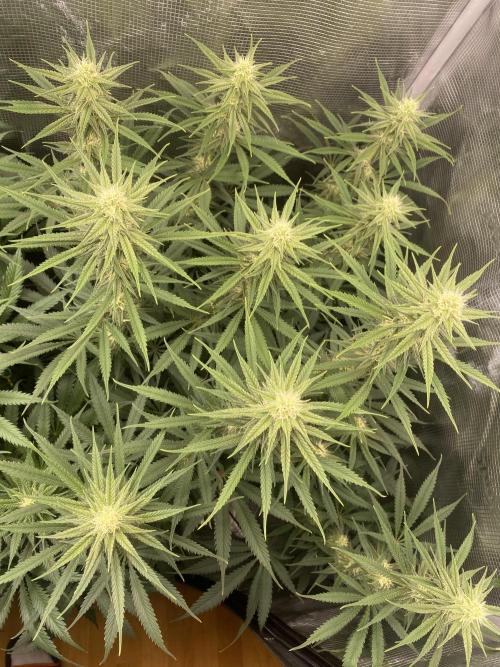 🦍🍪Gorilla Cookies FF# Phenohunt. Week 9