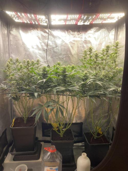 🦍🍪Gorilla Cookies FF# Phenohunt. Week 9