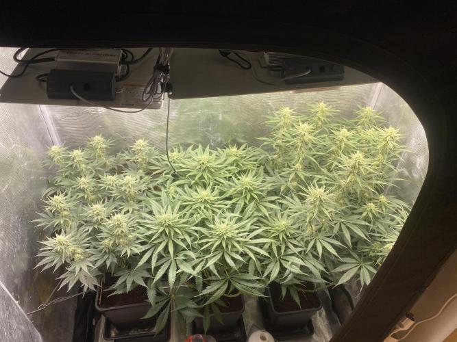 🦍🍪Gorilla Cookies FF# Phenohunt. Week 9