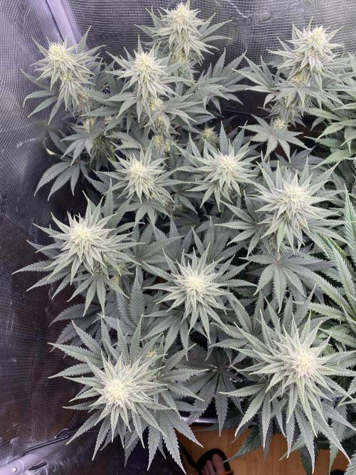 🦍🍪Gorilla Cookies FF# Phenohunt. Week 9