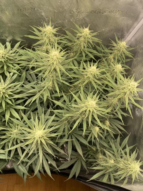 🦍🍪Gorilla Cookies FF# Phenohunt. Week 9