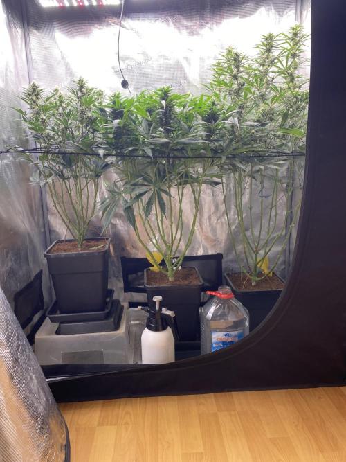 🦍🍪Gorilla Cookies FF# Phenohunt. Week 9