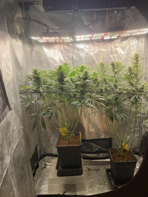 🦍🍪Gorilla Cookies FF# Phenohunt. Week 9