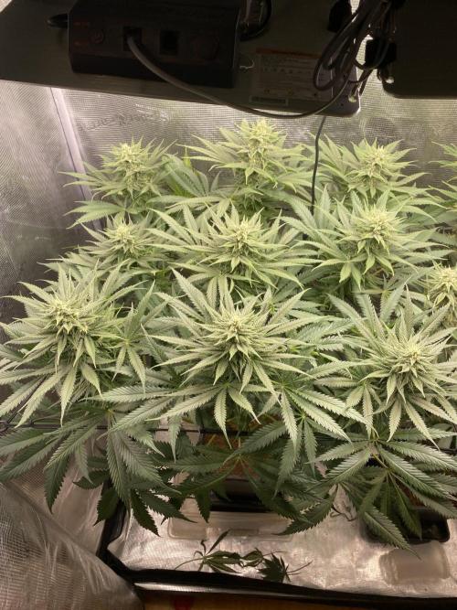 🦍🍪Gorilla Cookies FF# Phenohunt. Week 9