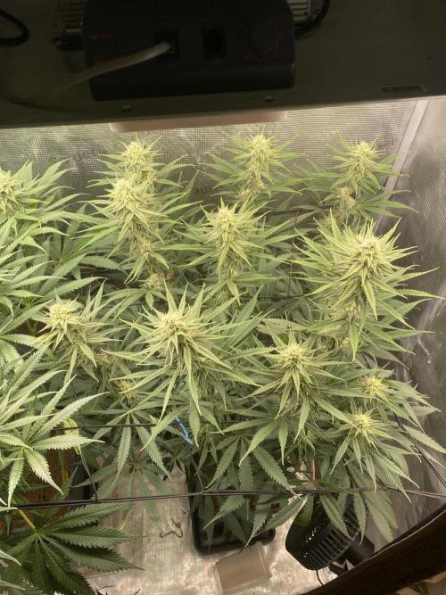 🦍🍪Gorilla Cookies FF# Phenohunt. Week 9