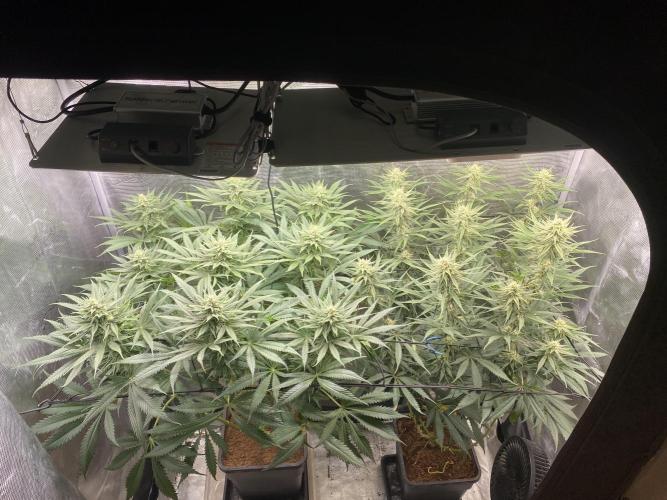 🦍🍪Gorilla Cookies FF# Phenohunt. Week 9