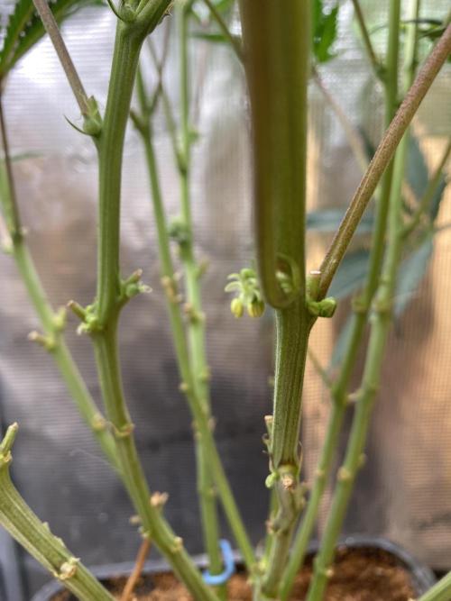 🦍🍪Gorilla Cookies FF# Phenohunt. Week 9