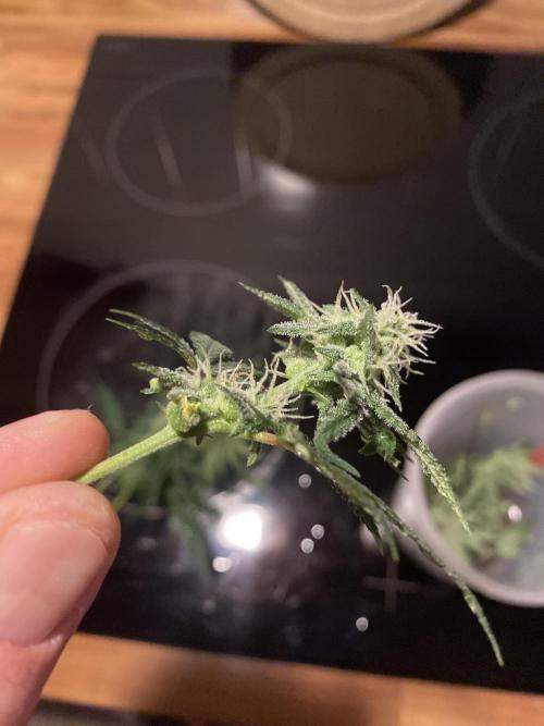 🦍🍪Gorilla Cookies FF# Phenohunt. Week 9