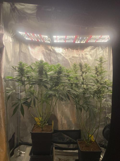 🦍🍪Gorilla Cookies FF# Phenohunt. Week 9