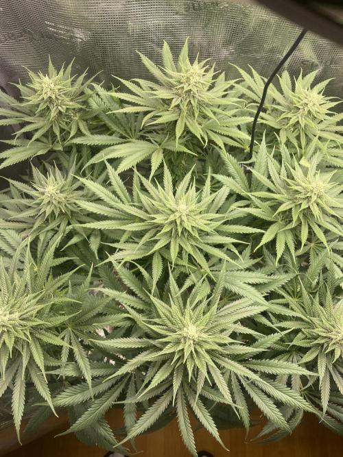 🦍🍪Gorilla Cookies FF# Phenohunt. Week 9