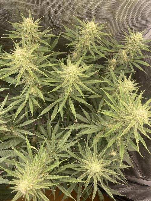 🦍🍪Gorilla Cookies FF# Phenohunt. Week 9