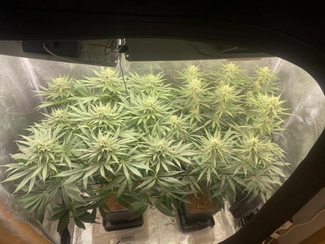 🦍🍪Gorilla Cookies FF# Phenohunt. Week 9