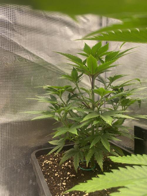 🦍🍪GorillaCookiesFF# Backup cut. Week 4