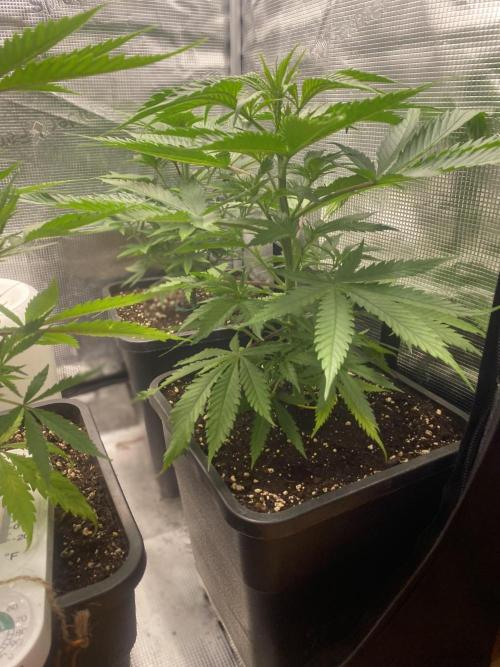 🦍🍪GorillaCookiesFF# Backup cut. Week 4