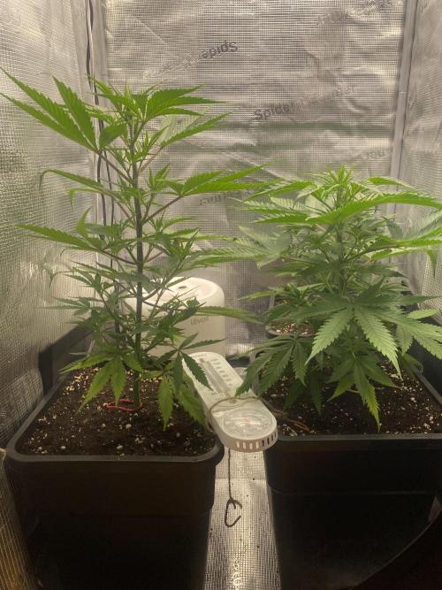 🦍🍪GorillaCookiesFF# Backup cut. Week 4