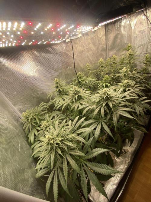 🦍🍪Gorilla Cookies FF# Phenohunt. Week 10