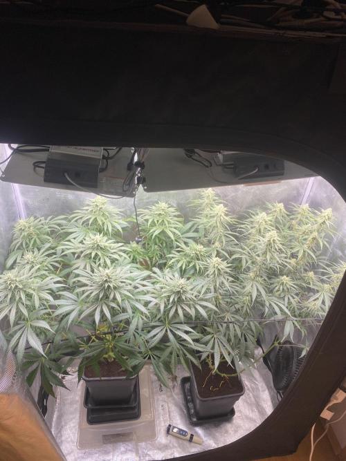 🦍🍪Gorilla Cookies FF# Phenohunt. Week 10