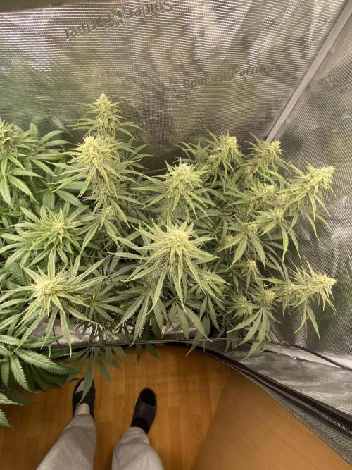 🦍🍪Gorilla Cookies FF# Phenohunt. Week 10