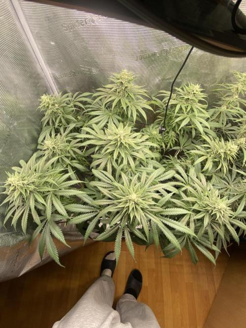 🦍🍪Gorilla Cookies FF# Phenohunt. Week 10