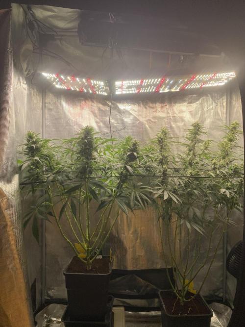 🦍🍪Gorilla Cookies FF# Phenohunt. Week 10