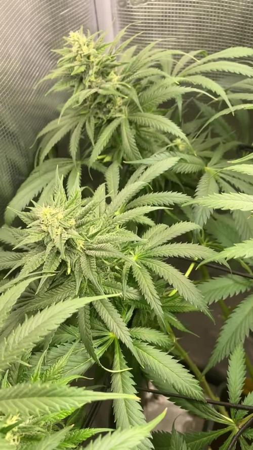 🦍🍪Gorilla Cookies FF# Phenohunt