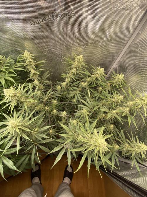 🦍🍪Gorilla Cookies FF# Phenohunt. Week 10