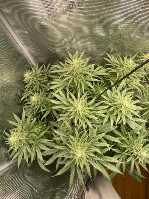 🦍🍪Gorilla Cookies FF# Phenohunt. Week 10