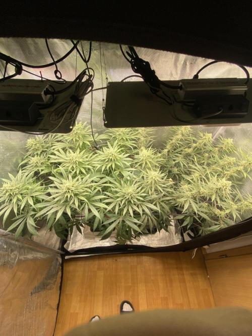 🦍🍪Gorilla Cookies FF# Phenohunt. Week 10