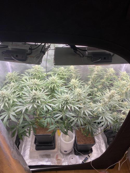 🦍🍪Gorilla Cookies FF# Phenohunt. Week 10