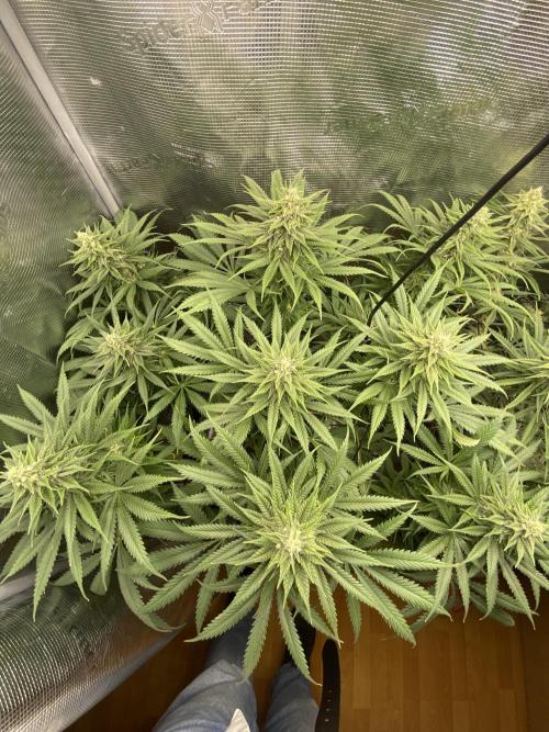 🦍🍪Gorilla Cookies FF# Phenohunt. Week 10